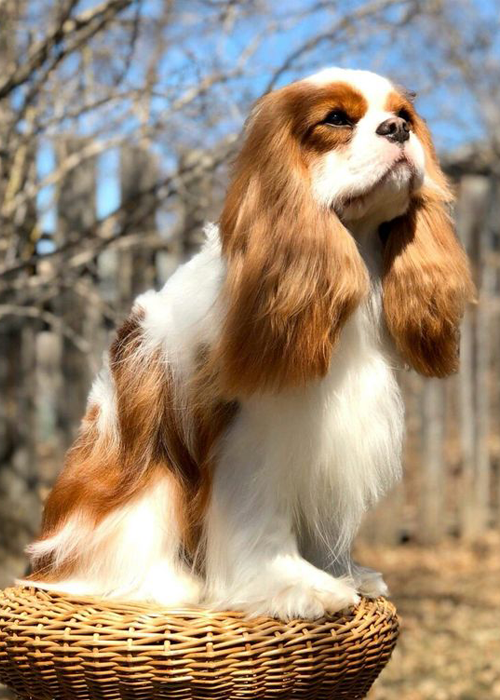 CAVALIER KINGS CHARLES SPANIEL