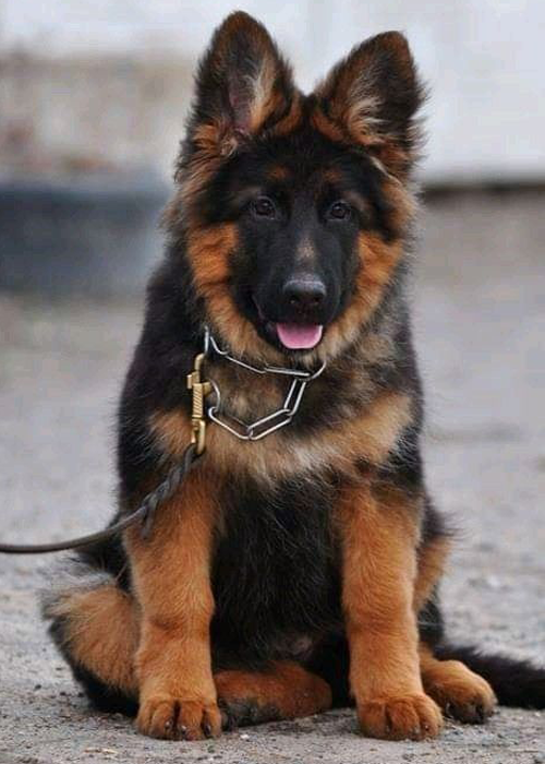 GERMAN SHEPHERD