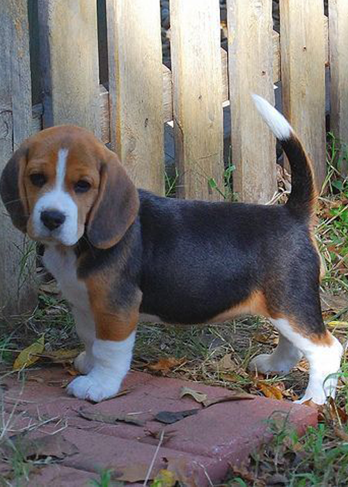 BEAGLE